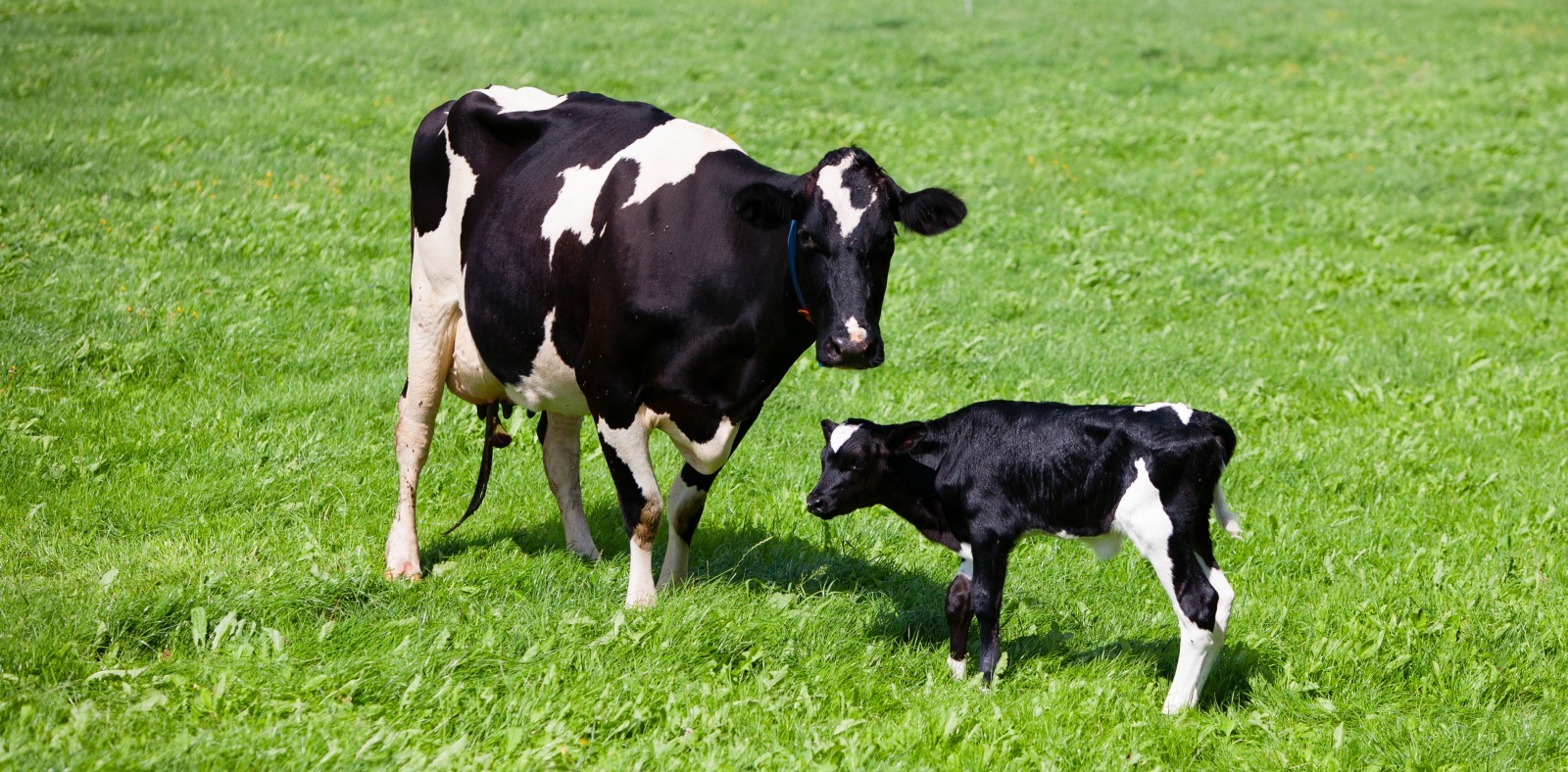 cow-and-calfa - Procalf Milk Replacer